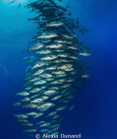 Let's get together. Red Snappers school, Shark Reef, Ras ... by Alexia Dunand 