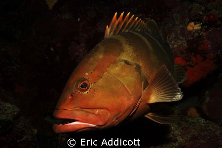 Nassau Grouper at Fish Den, Roatan, Honduras, Sony RX100. by Eric Addicott 