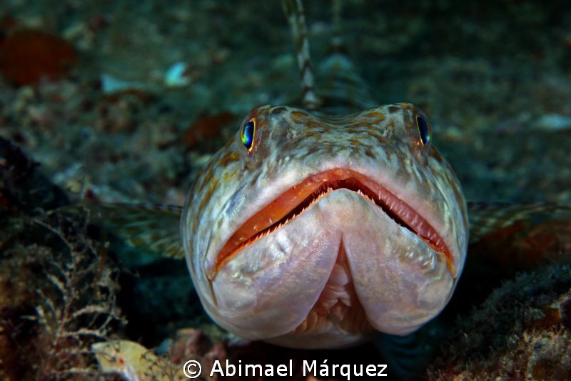 Sandiver Portrait, St, Thomas. by Abimael Márquez 