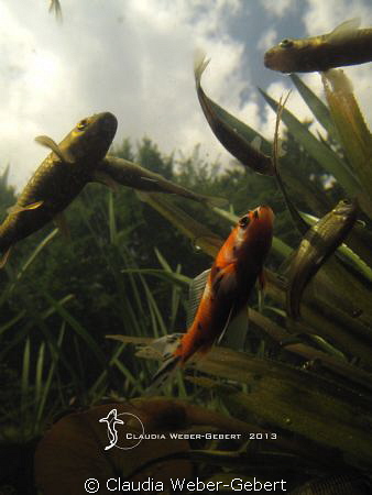 still under the surface...
series freshwater by Claudia Weber-Gebert 