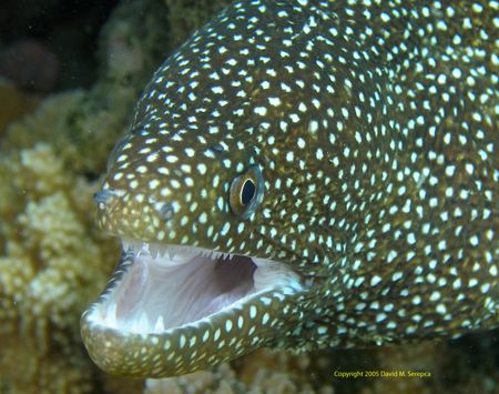 White mouth, white spotted moray - Kapalua Bay, Maui, HI ... by David Serepca 