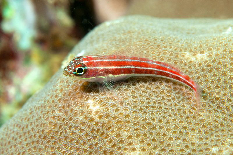 Goby on the coral. by Mehmet Salih Bilal 