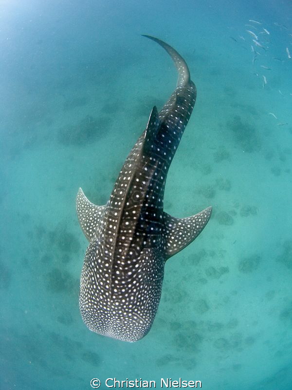 6 meters of beauty by Christian Nielsen 