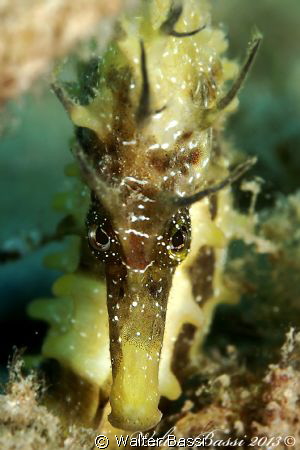 Hippocampus face by Walter Bassi 