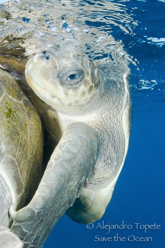 Turtle in love, Puerto Vallarta Mexico by Alejandro Topete 