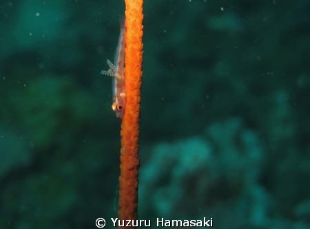 goby with parasites by Yuzuru Hamasaki 