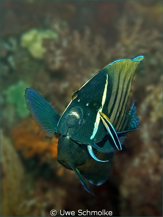 Cleaning session -
This Six-banded angelfish (lat. Pomac... by Uwe Schmolke 