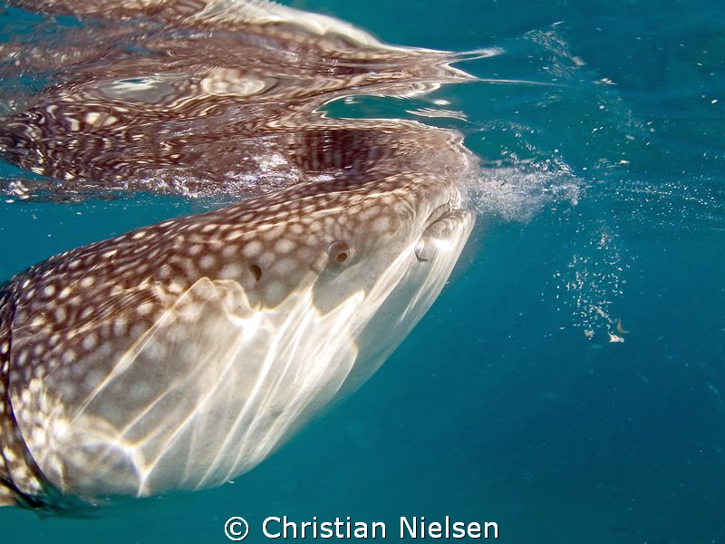 Shot with an 8 mm fisheye, so pretty close :) by Christian Nielsen 