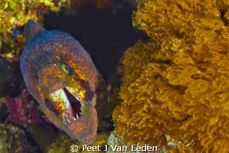 Welcome to Moray City by Peet J Van Eeden 