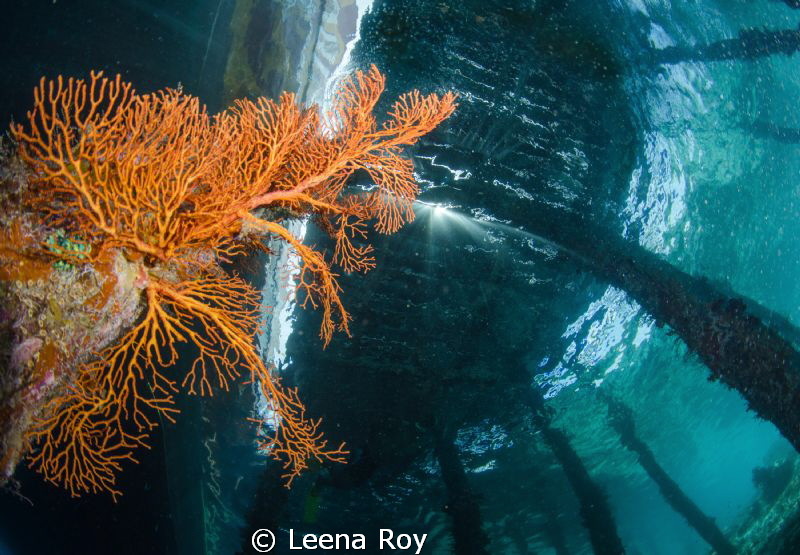Under the pier by Leena Roy 