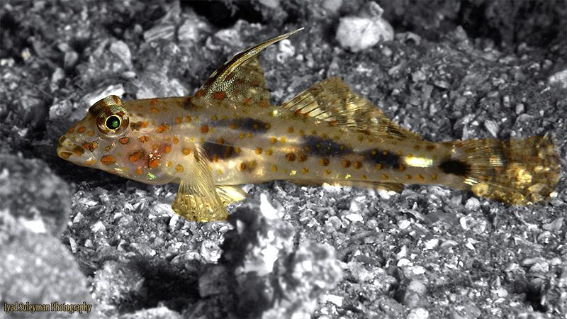 Small golden fish by Iyad Suleyman 