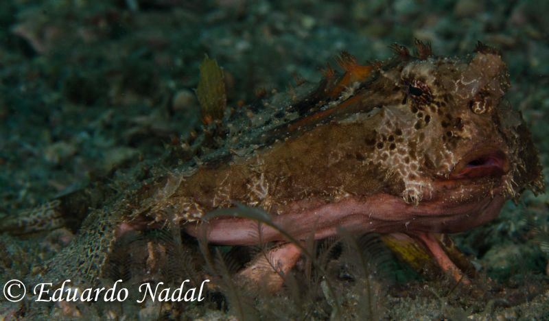 batfish by Eduardo Nadal 