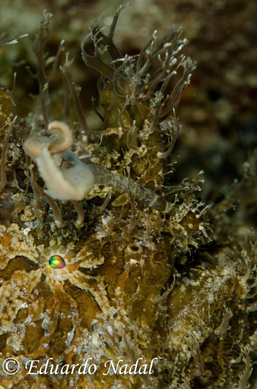 hairy frogfish by Eduardo Nadal 