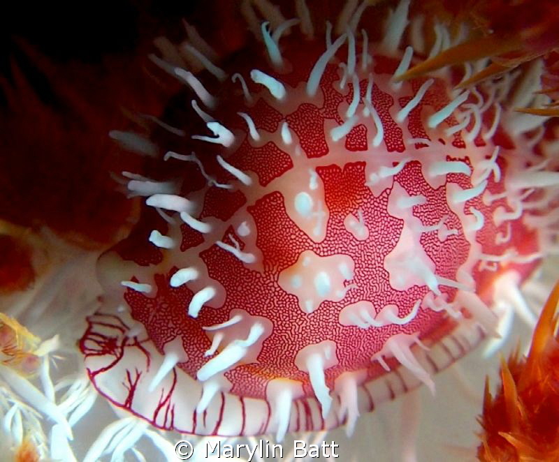 Pretty tiny Ridged Egg Cowrie, Anilao, Philippines by Marylin Batt 