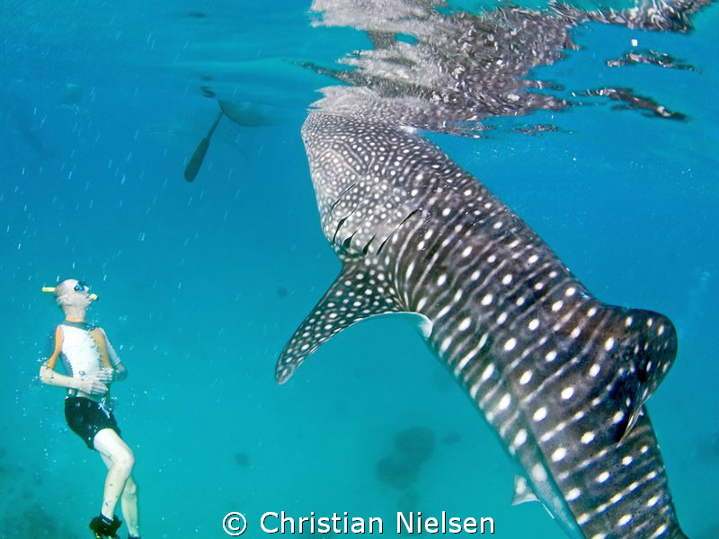 Free diving with whalesharks, not a bad day :) by Christian Nielsen 