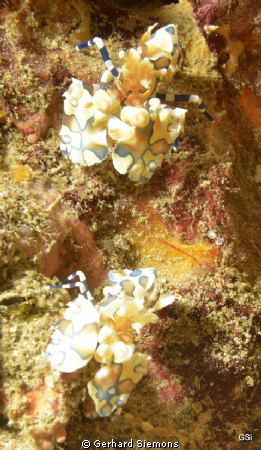 Similan Islands, Shrimps while Walking by Gerhard Siemons 