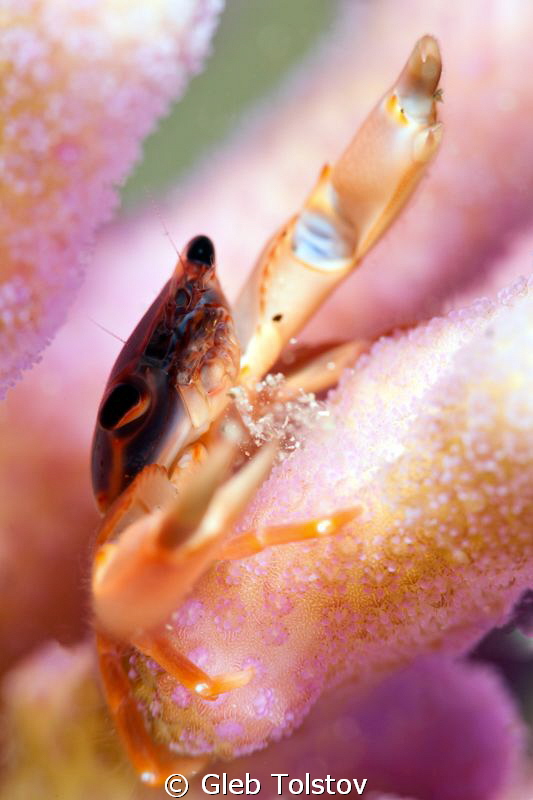 The coral crab by Gleb Tolstov 