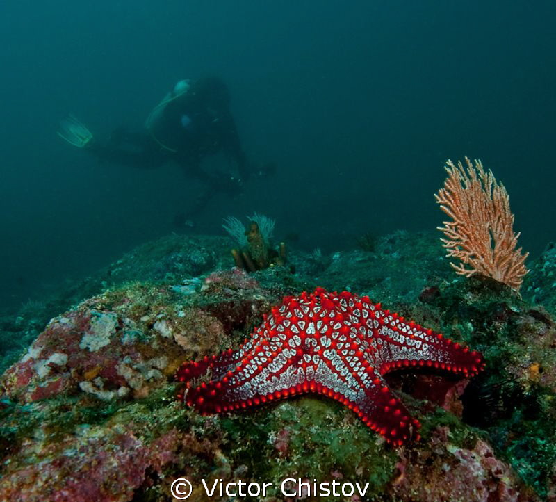 Red Star by Victor Chistov 