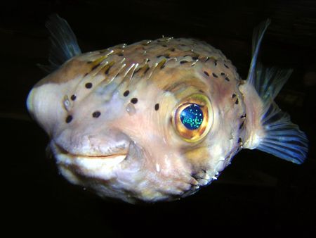 Juvenile Porcupine pufferfish. Nikon D70. by Grant Kennedy 
