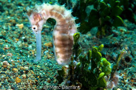 Spiny Perfection. This seahorse was trying to hide behind... by Marc Damant 