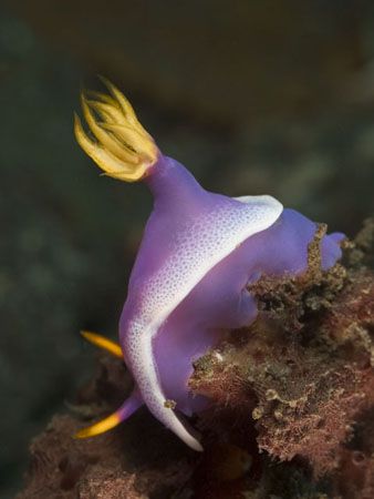 'Purple and yellow' from Lembeh. Taken with Olympus E-20 ... by Istvan Juhasz 