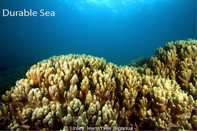 Balaclava Turtle Bay at 9 metres ,Mauritius ,soft coral f... by Linley Jean-Yves Bignoux 
