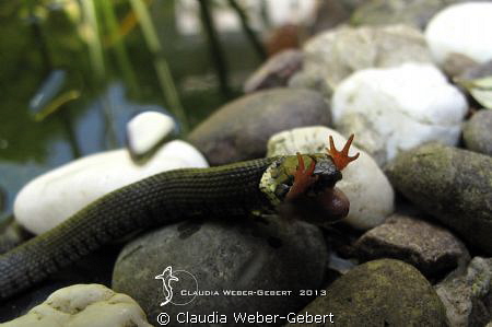 lunchtime... by Claudia Weber-Gebert 
