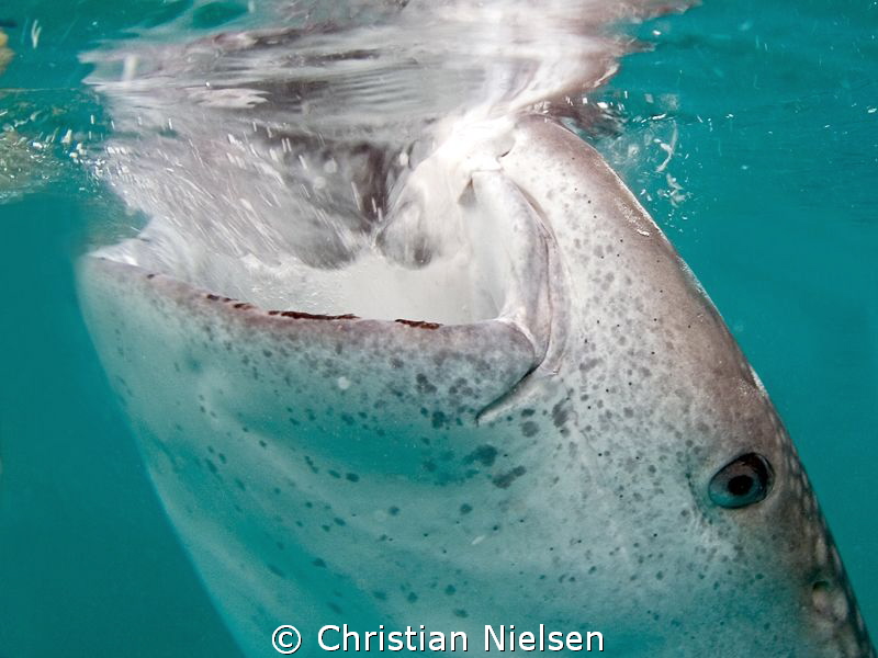 They are pretty loud eaters!! by Christian Nielsen 