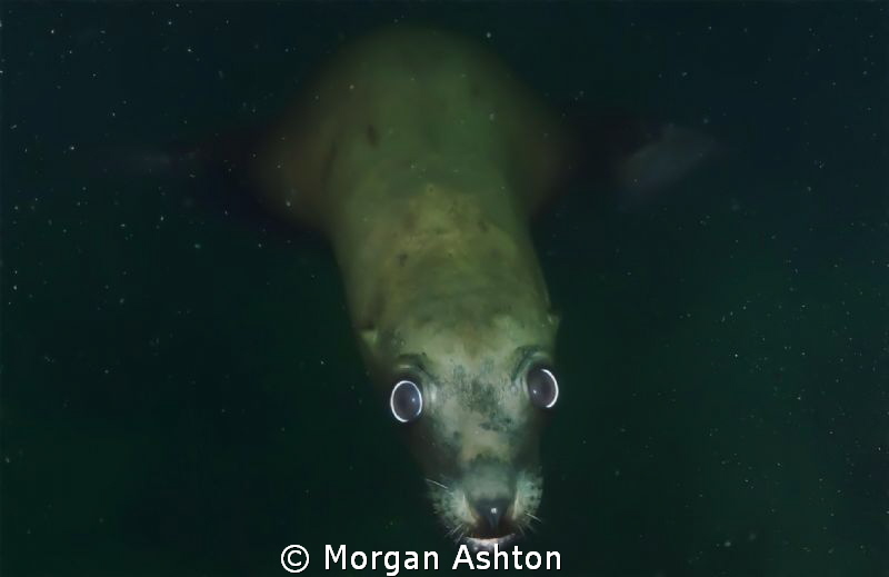Doh! by Morgan Ashton 