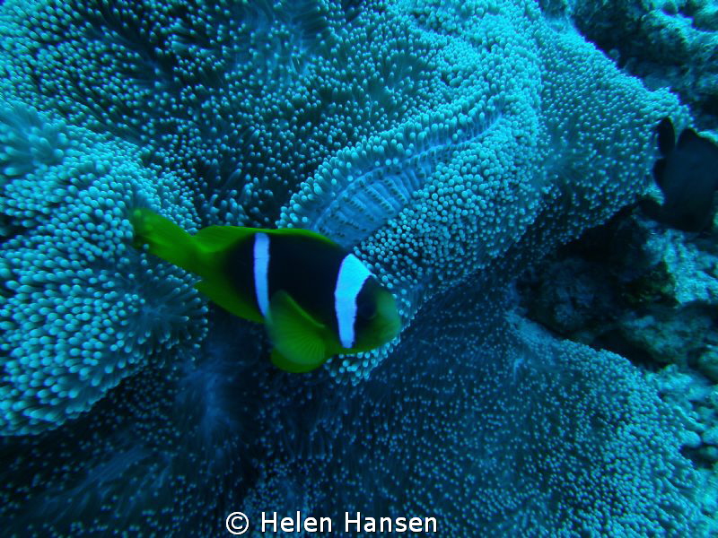 Clown Fish by Helen Hansen 
