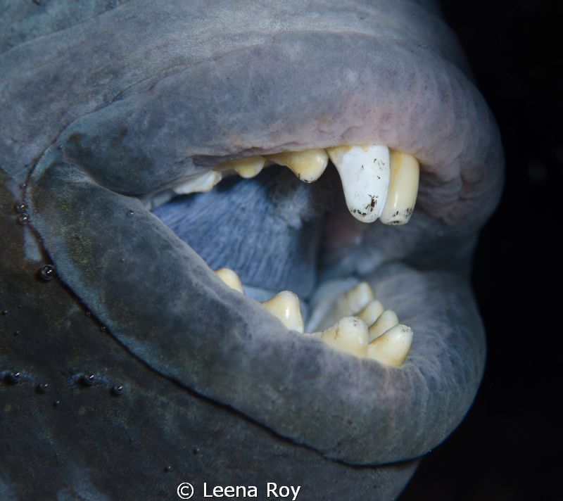 Say aaah! by Leena Roy 