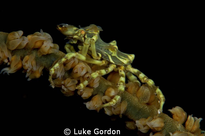 Xenocarcinus tuberculatus on his black coral host by Luke Gordon 
