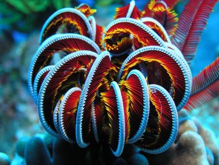 A Colorful Feather Star located in the waters of Okinawa ... by Michael Easley 