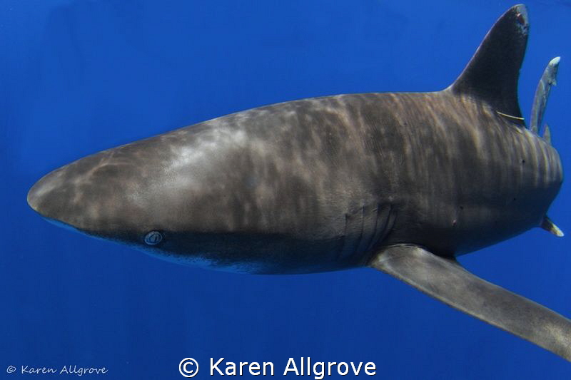 Oceanic Whitetip - bold & beautiful! by Karen Allgrove 