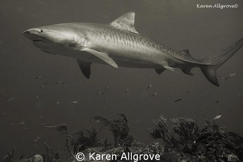 Tiger Beach
Tiger Shark watching me watching her. This i... by Karen Allgrove 