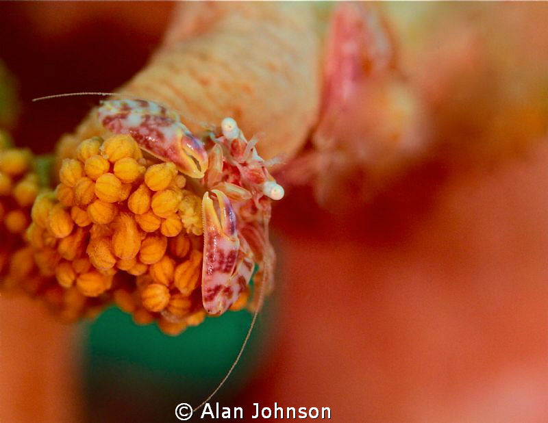 porcelain crab soft coral by Alan Johnson 