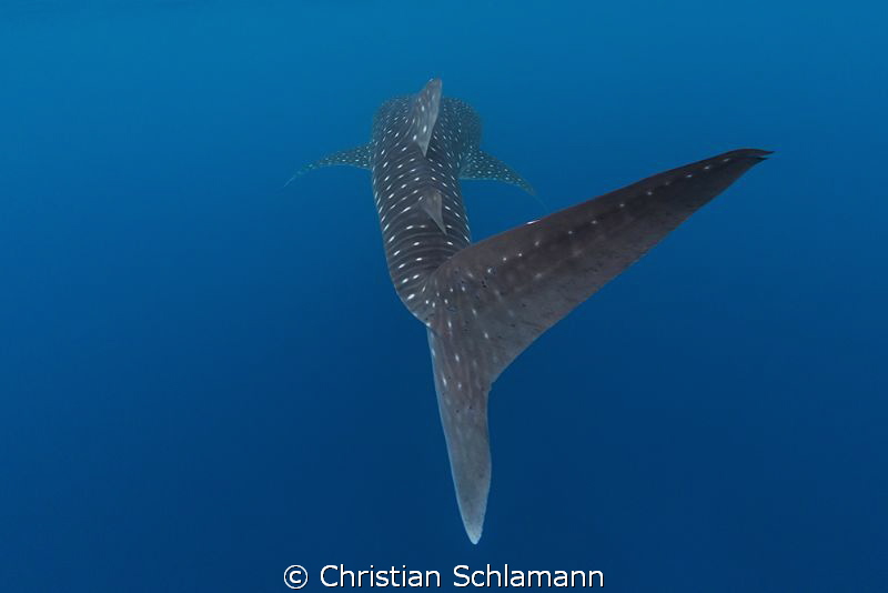 Bye bye - whaleshark is leaving by Christian Schlamann 