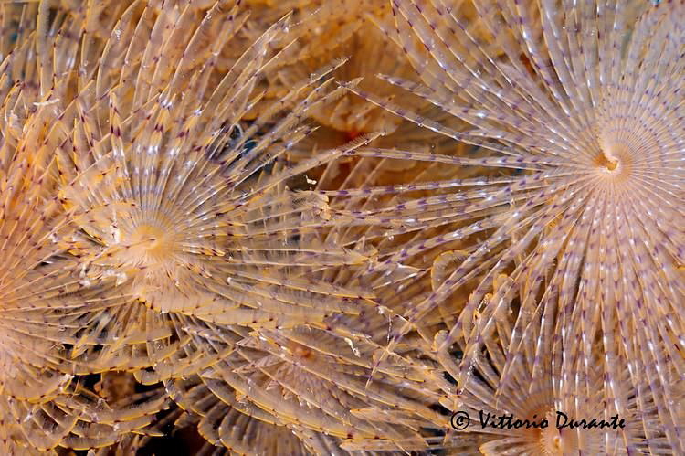 Underwater Fireworks by Vittorio Durante 