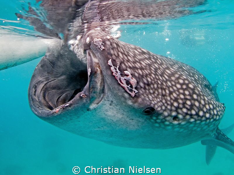 Hunger!!!!! by Christian Nielsen 
