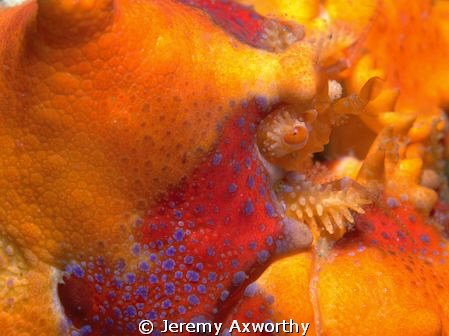 Puget Sound King Crab by Jeremy Axworthy 