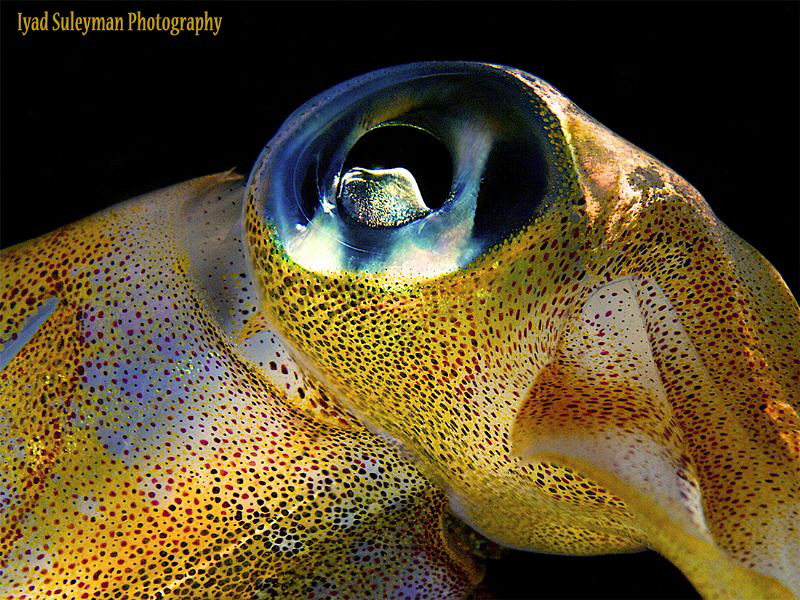 Squid by Iyad Suleyman 