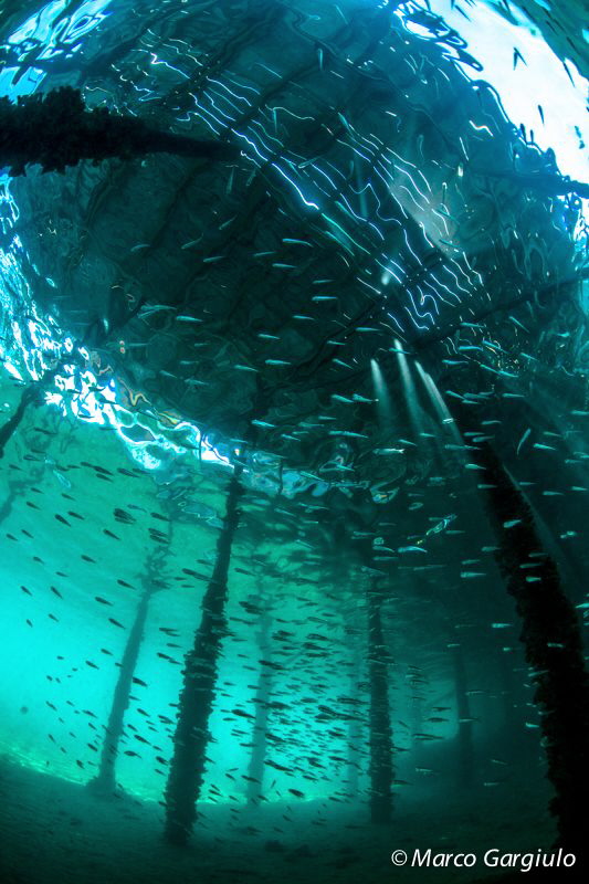 Fish & SunRays by Marco Gargiulo 