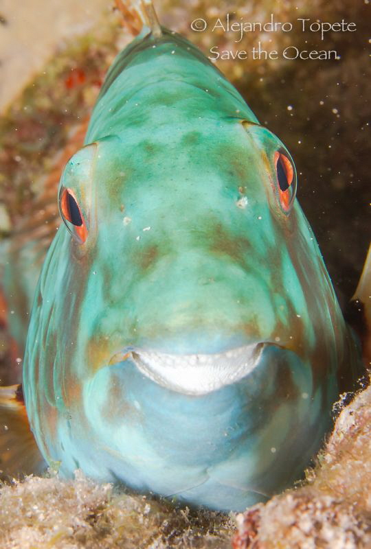 Smile of Parrot, Mahahual Mexico by Alejandro Topete 