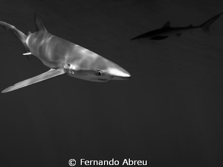 Banco Condor
Azores by Fernando Abreu 