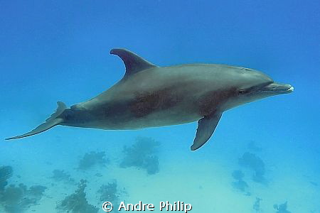 bottlenose dolphin  in the red sea by Andre Philip 