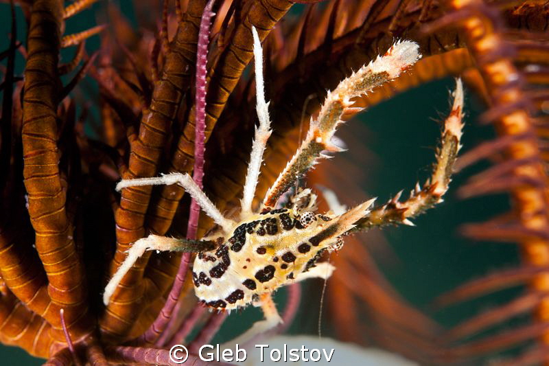 Crinoid squat lobster by Gleb Tolstov 