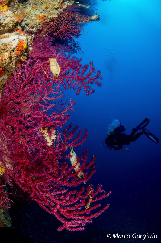Sea Fan & the Ingeneer by Marco Gargiulo 