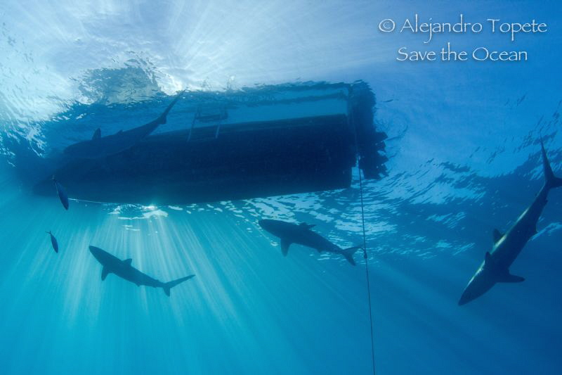 Sharks near Boat with Sunrays, Gardens of the Queen by Alejandro Topete 