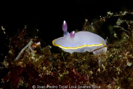 Felimida purpurea sniffing for food. Canon EOS 350D, Cano... by Joao Pedro Tojal Loia Soares Silva 