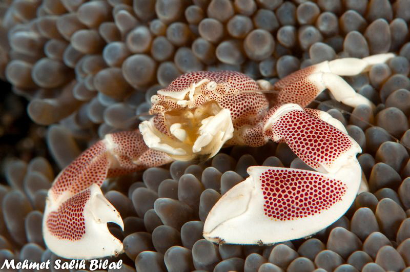 A Porcelein crab in Lembeh. by Mehmet Salih Bilal 